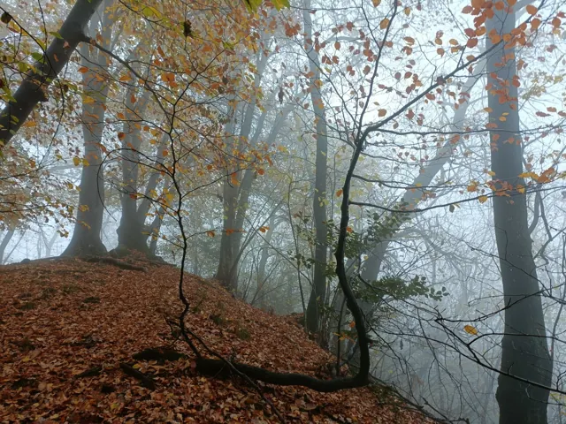 Conoscere la natura nel bosco